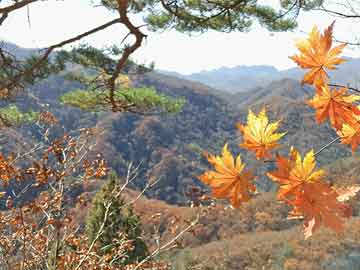 chibaichunhong 第9页