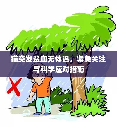 猫突发贫血无体温，紧急关注与科学应对措施