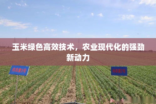 玉米绿色高效技术，农业现代化的强劲新动力