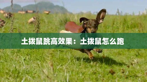 土拨鼠跳高效果：土拨鼠怎么跑 