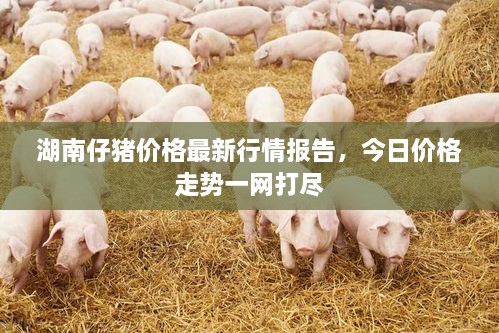 湖南仔猪价格最新行情报告，今日价格走势一网打尽