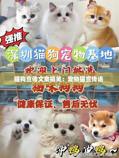 衣不重采 第2页