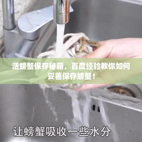 活螃蟹保存秘籍，百度经验教你如何妥善保存螃蟹！