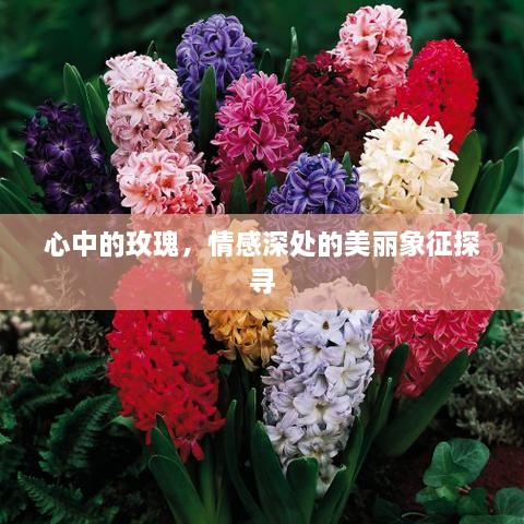 心中的玫瑰，情感深处的美丽象征探寻