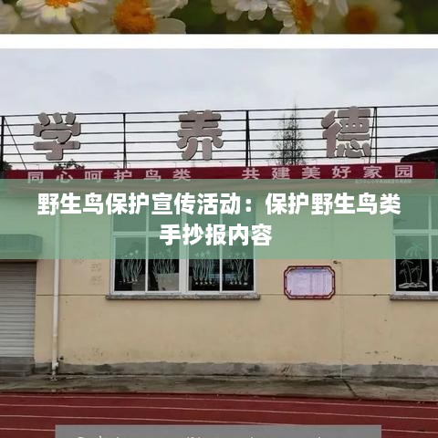野生鸟保护宣传活动：保护野生鸟类手抄报内容 