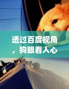 透过百度视角，狗眼看人心，洞悉大千世界