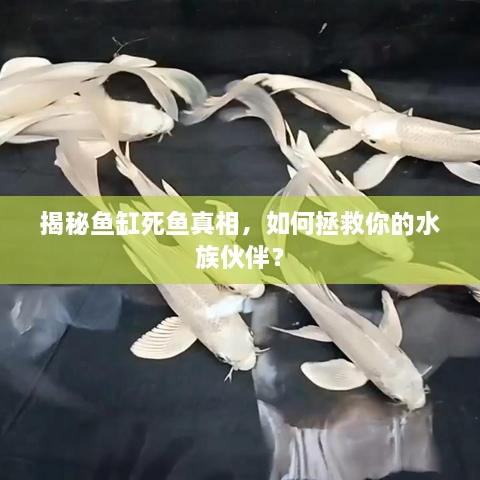 揭秘鱼缸死鱼真相，如何拯救你的水族伙伴？