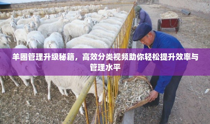 羊圈管理升级秘籍，高效分类视频助你轻松提升效率与管理水平