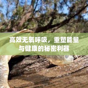 高效无氧呼吸，重塑能量与健康的秘密利器