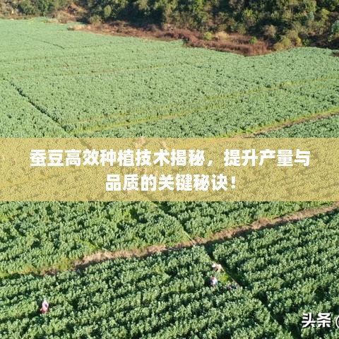 蚕豆高效种植技术揭秘，提升产量与品质的关键秘诀！