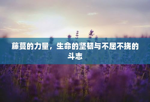 藤蔓的力量，生命的坚韧与不屈不挠的斗志