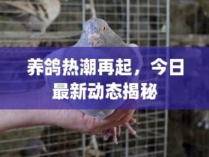 养鸽热潮再起，今日最新动态揭秘