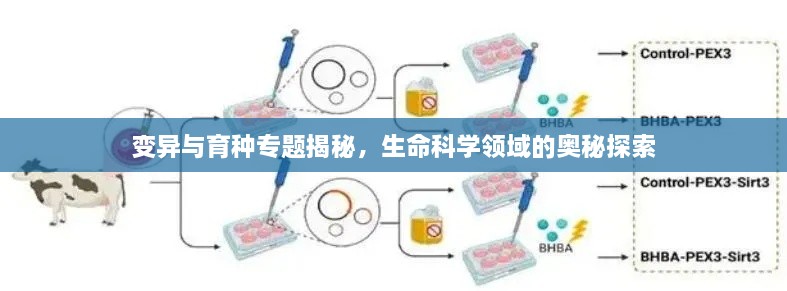 变异与育种专题揭秘，生命科学领域的奥秘探索