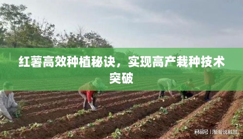 红薯高效种植秘诀，实现高产栽种技术突破