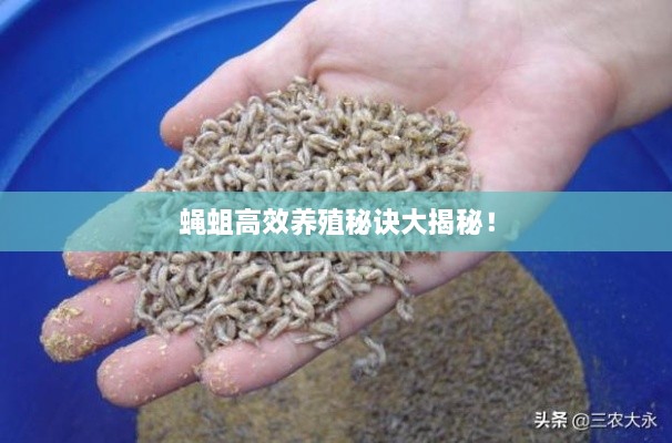 蝇蛆高效养殖秘诀大揭秘！