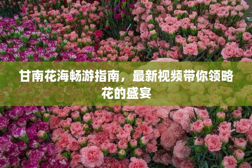甘南花海畅游指南，最新视频带你领略花的盛宴