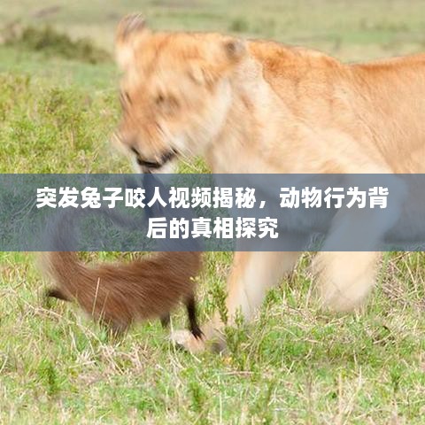 突发兔子咬人视频揭秘，动物行为背后的真相探究