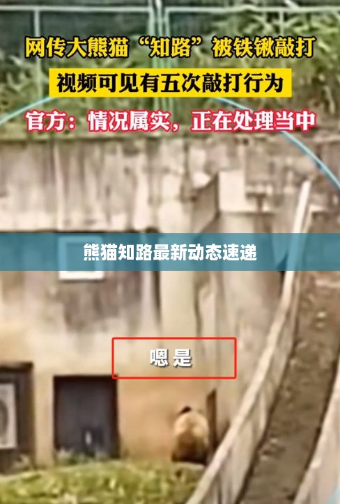 熊猫知路最新动态速递