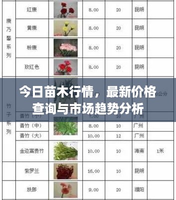 今日苗木行情，最新价格查询与市场趋势分析