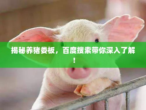 揭秘养猪娄板，百度搜索带你深入了解！