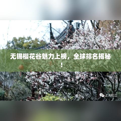 无锡樱花谷魅力上榜，全球排名揭秘！
